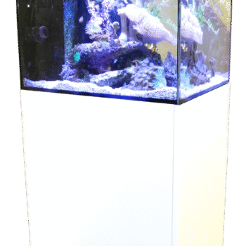 CUBICUS CF QUBE WHITE